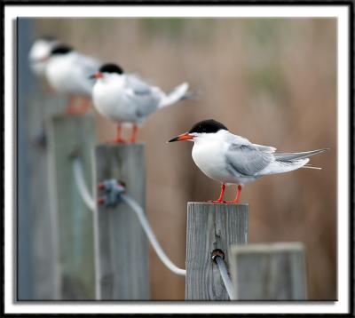 Terns in a Row