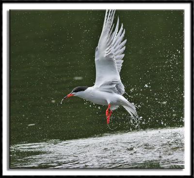 Tern Fishing