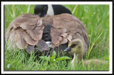 Under Momma's Watchful Eye