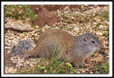 Woodchuck