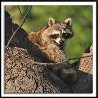 Racoon Basking in the Late Day Sun