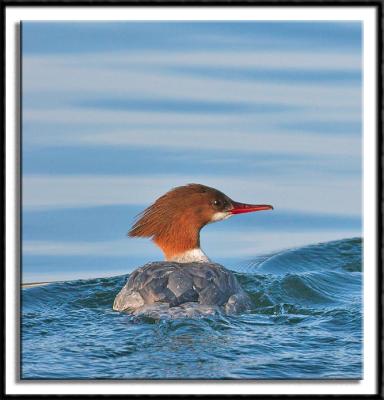 Common Merganser (female)