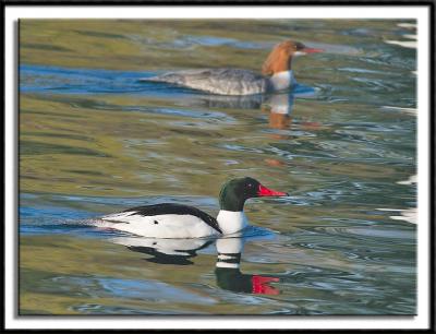 Merganser Pair