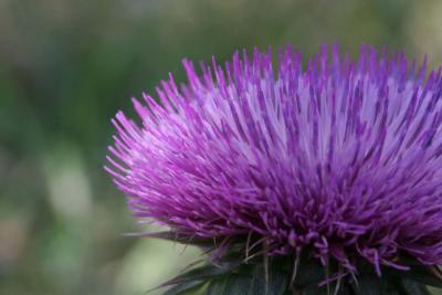 thistle 003