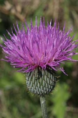 thistle 005