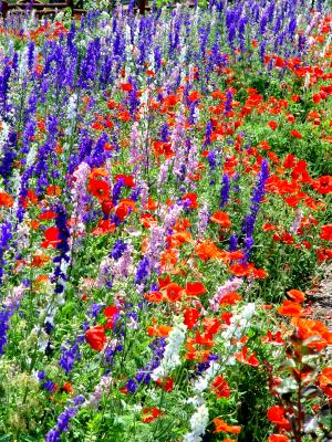 More Flowers