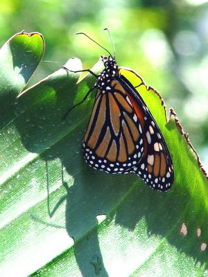 Monarch on Green Leaf