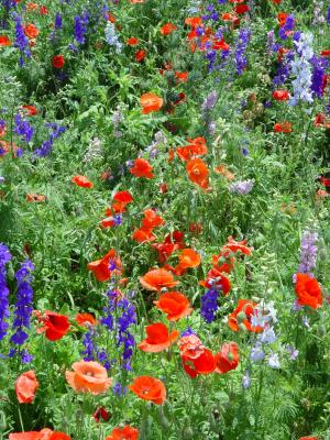 Poppies among the Flowers