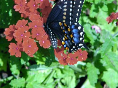 Black Swallowtail