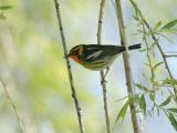 Blackburnian Warbler