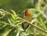 Blackburnian Warbler