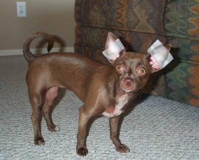 Gypsy 32wks 1day