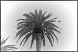 Palm In B&W