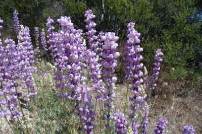 santa_rosa__san_jacinto_national_monument