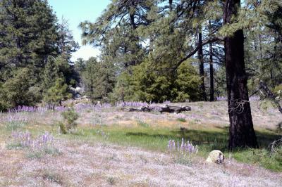 DSC_1567  e.jpg