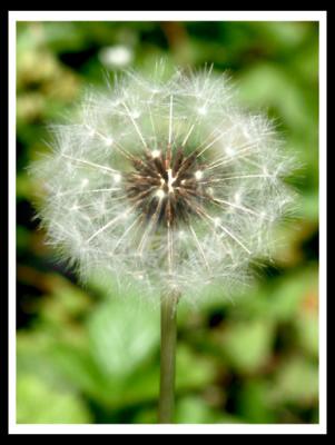9 Repetition : Dandelion, dandelion, dandelion...