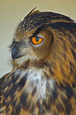 Eagle Owl.