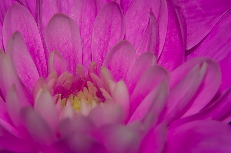 208 Another Flower Macro.
