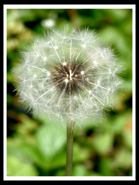 9 Repetition : Dandelion, dandelion, dandelion...