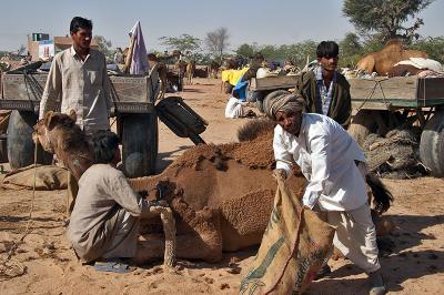 Shearing a Camel