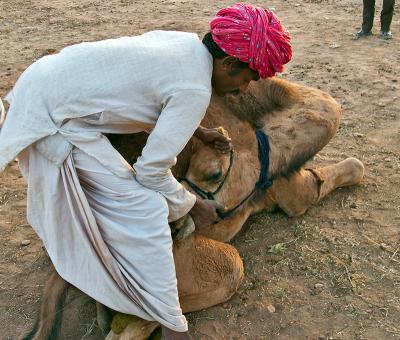 Treating a Sick Camel