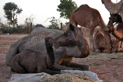 Motherly Love
