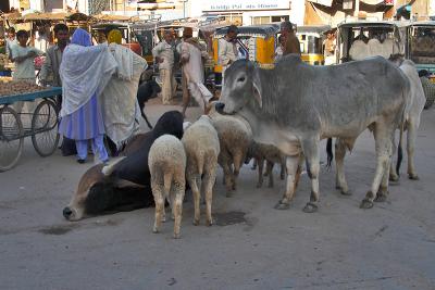 Nagaur Town