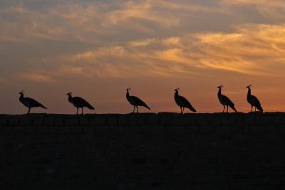 Peacocks