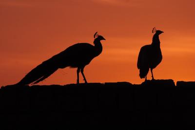 Peacocks