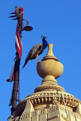 Proud Peacock