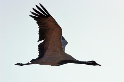 Demoiselle Crane