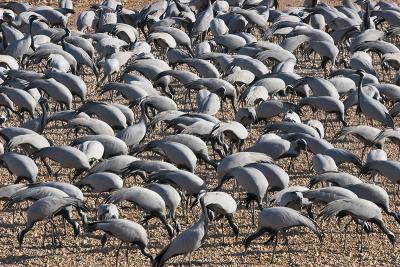 Demoiselle Cranes