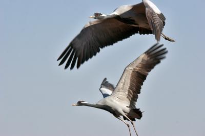 Demoiselle Cranes