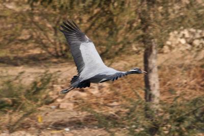 Demoiselle Crane