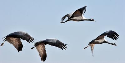 Demoiselle Cranes