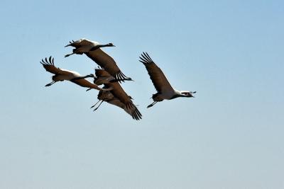 Demoiselle Cranes
