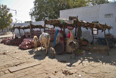 Saderi Village