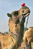 Amorous Camel