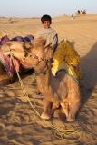 <i>Lalu</i>, Debbys Camel