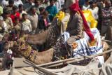 Banker on a Camel