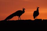 Peacocks