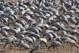 Demoiselle Cranes