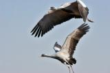 Demoiselle Cranes