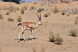 Indian Antelope