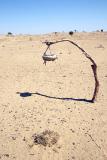Desert Birdbath