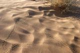 Nocturnal Tracks