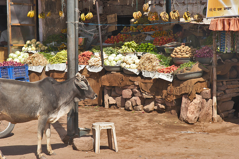 Four Legged Customer