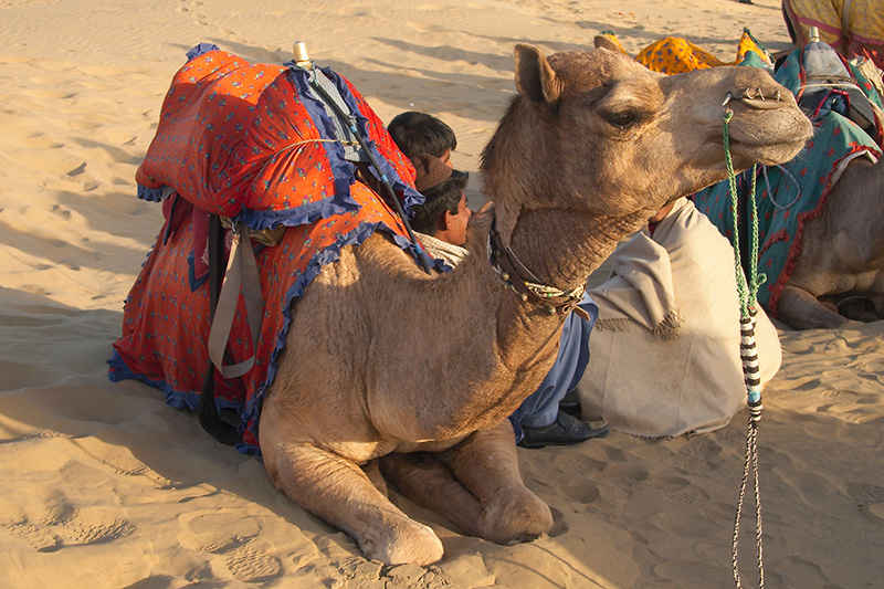 <i>Ratik</i>, My Camel