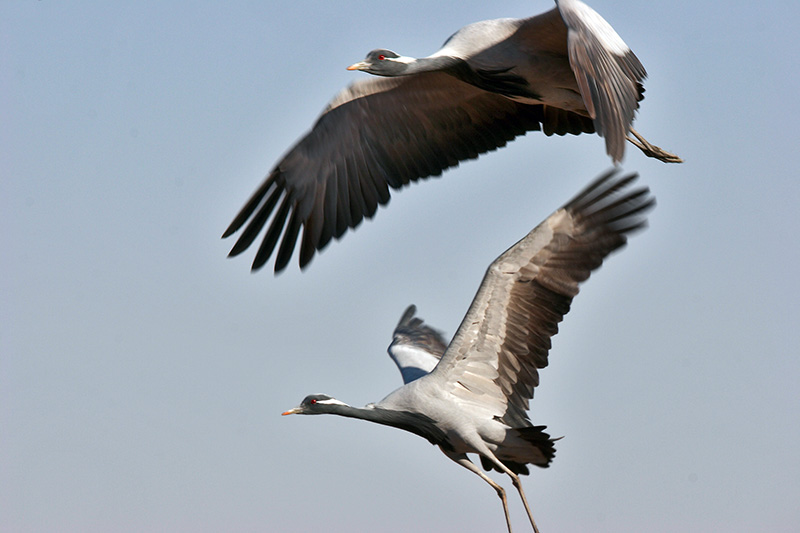 Demoiselle Cranes