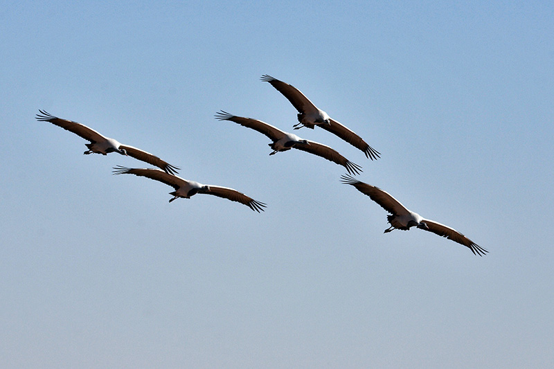 Airshow Demonstration Team?
